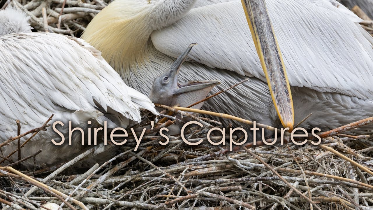 Pelican chick wants some food