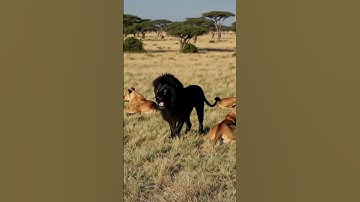 Black Lion #blacklion  #africansafari #nature #epictravelchronicles  #kenyawildlife #youtubeshorts