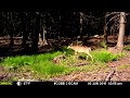 Best Trail Camera Videos from June 2018