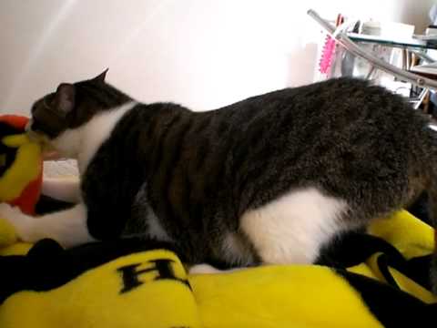 毛布を噛みながらフミフミする猫 Youtube