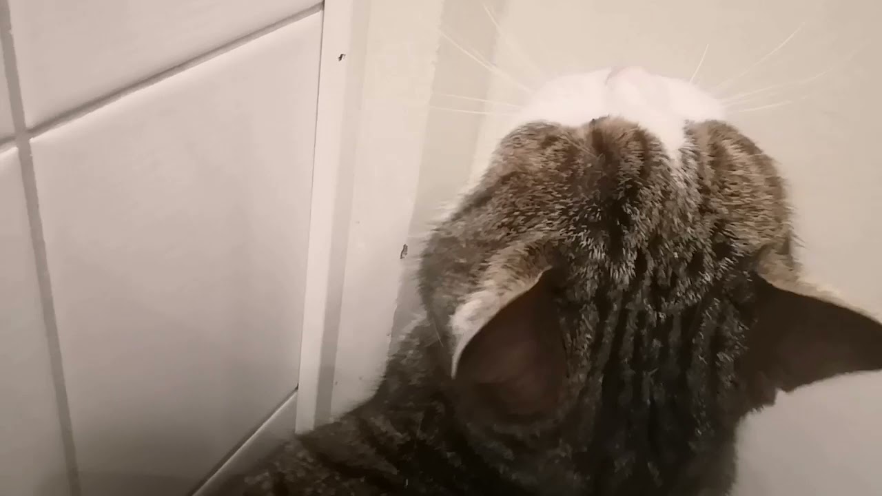 meow.mp4 but it's Ruusu in 2021