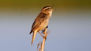 Singing Sedge Warbler 2022