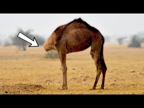Video: Hayvan Almadan Önce Birkaç Şey Düşünün