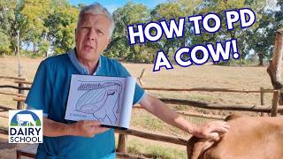 Manual Pregnancy Diagnosis in Cows: A Step by Step Guide