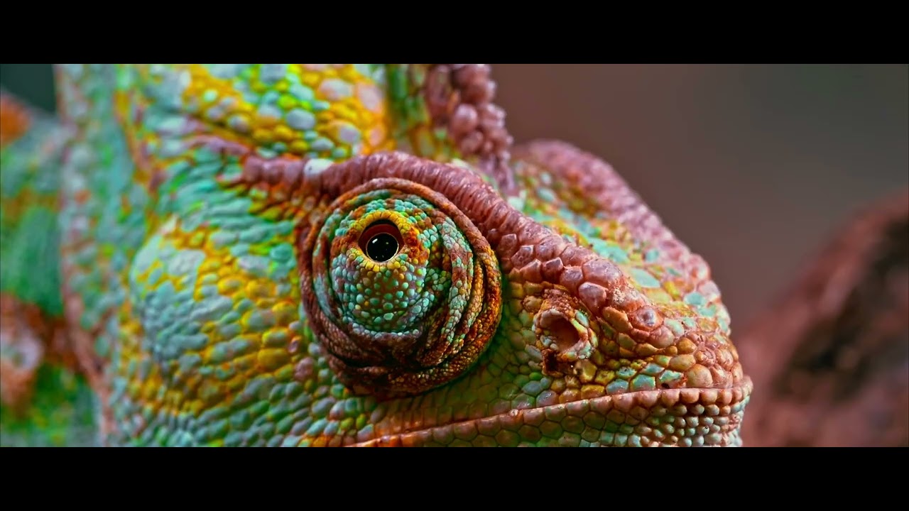 Motivation for life  I am a wonderful nature photographer from Korea actor