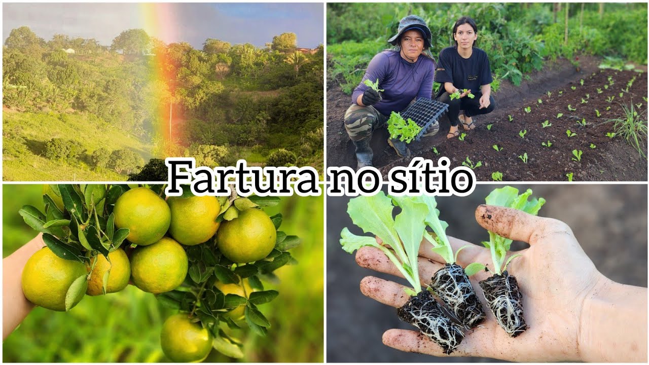 MUITA FARTURA de LARANJA no SÍTIO // COLHEITA // PLANTIO DE ALFACE 