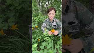 野生花草炒菜吃，满山遍野的草药 #大山里的味道 #野生草花