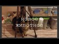 НОВЫЙ ПИТОМЕЦ? /как отреагировали остальные