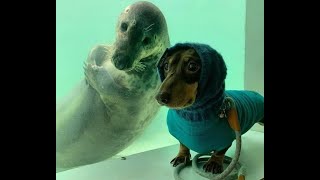 🐕 Compilation of funny videos with animals! 😺 The coolest cats and dogs! 🐱