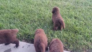 Newfoundlands of Umfleet Farms