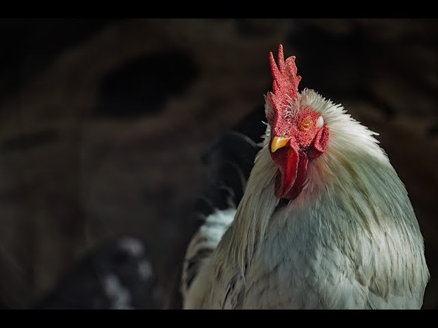 昼コココココ！のサムネイル