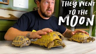 All About Russian Tortoises!