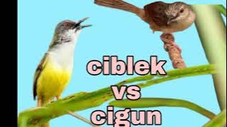 Download lagu masteran ciblek vs cigun