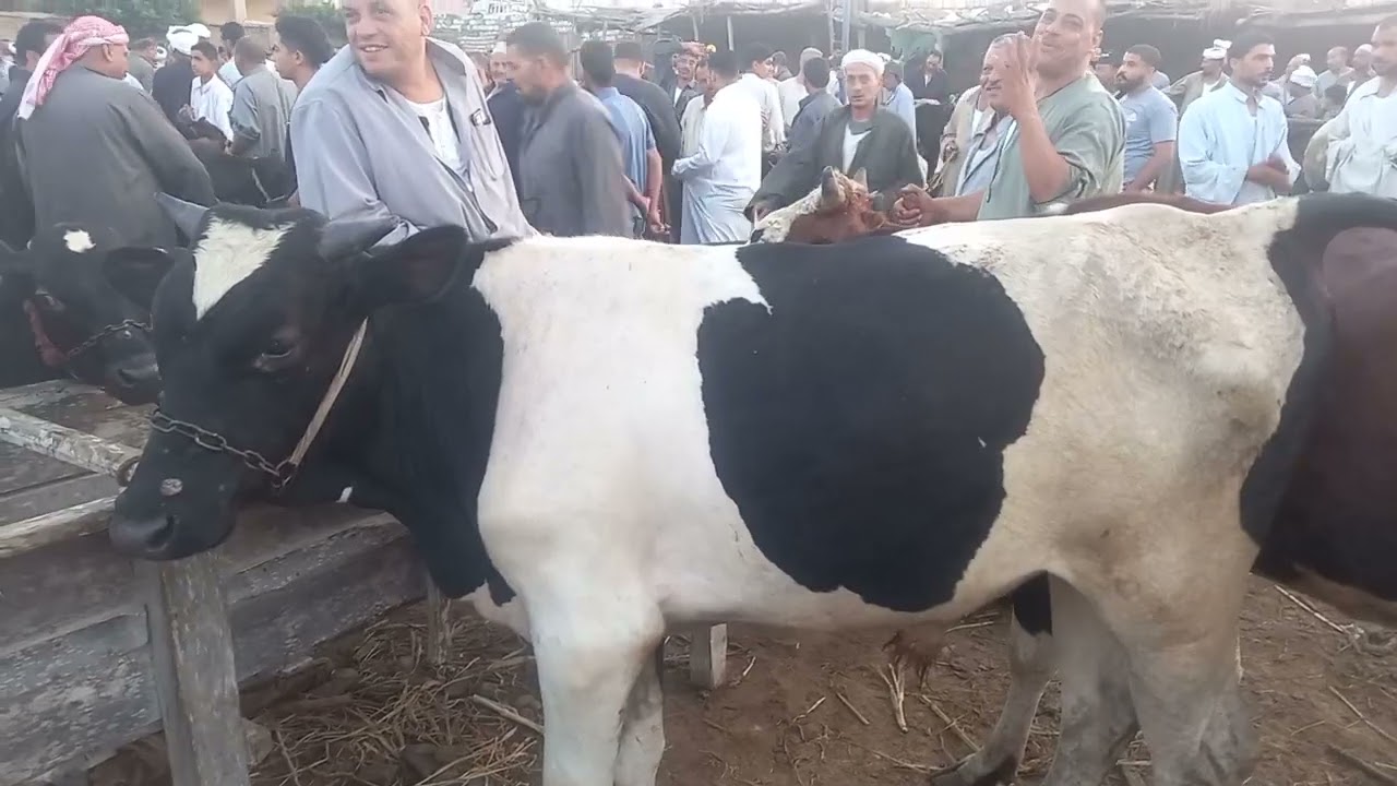 سوق كفرالشيخ اسعار العجول البقر الدكوره القنيه والمحيره 2026