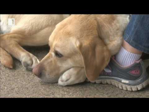 Видео: Защо някои хора се обвързват с кучета