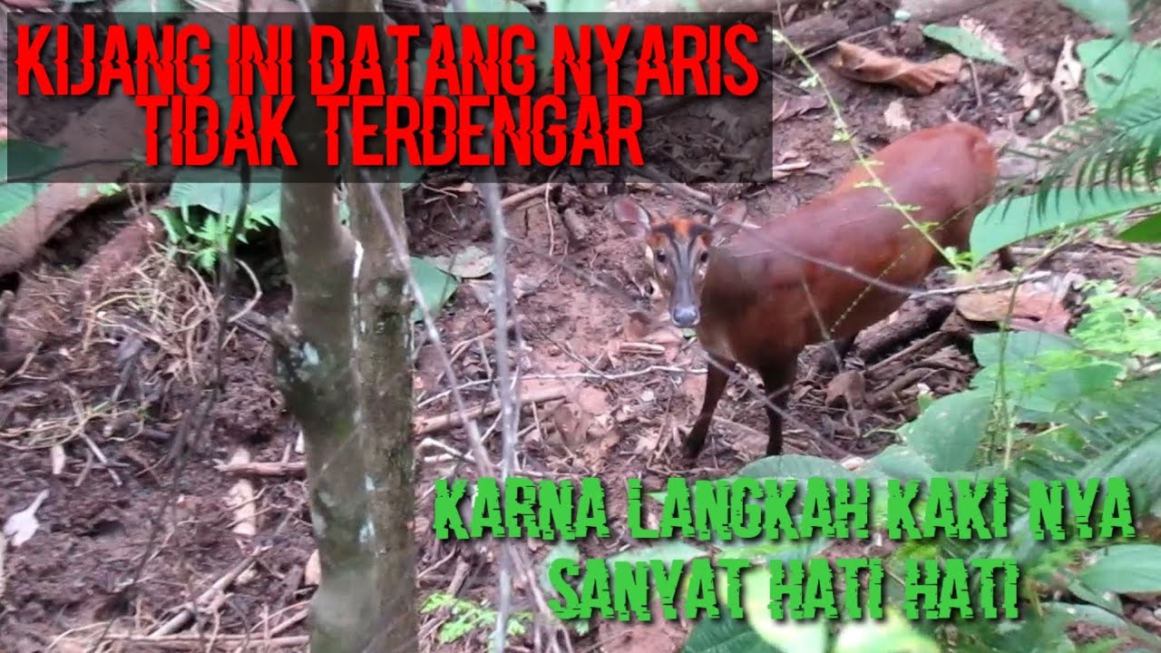 KIJANG BETINA DATANG SAAT DI PANGGIL PAKAI ALAT KERAU