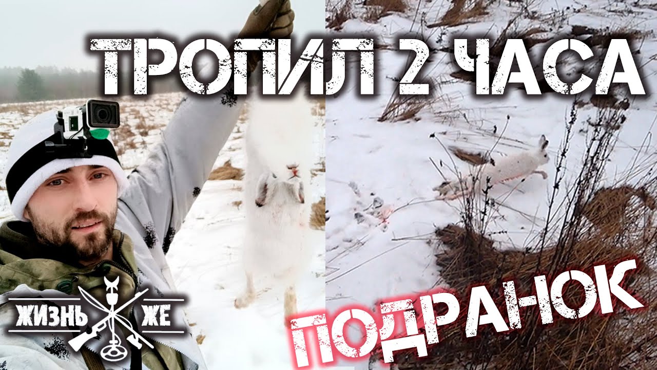 Охота на зайца! БОЛЕЕ 10км шел по следу за подранком! Красивые кадры с ...