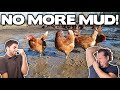EASY TRICK to FIX MUDDY CHICKEN RUNS | No More Stinky Chickens!