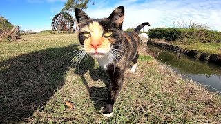 水車の公園で散歩する野良猫についていってみた