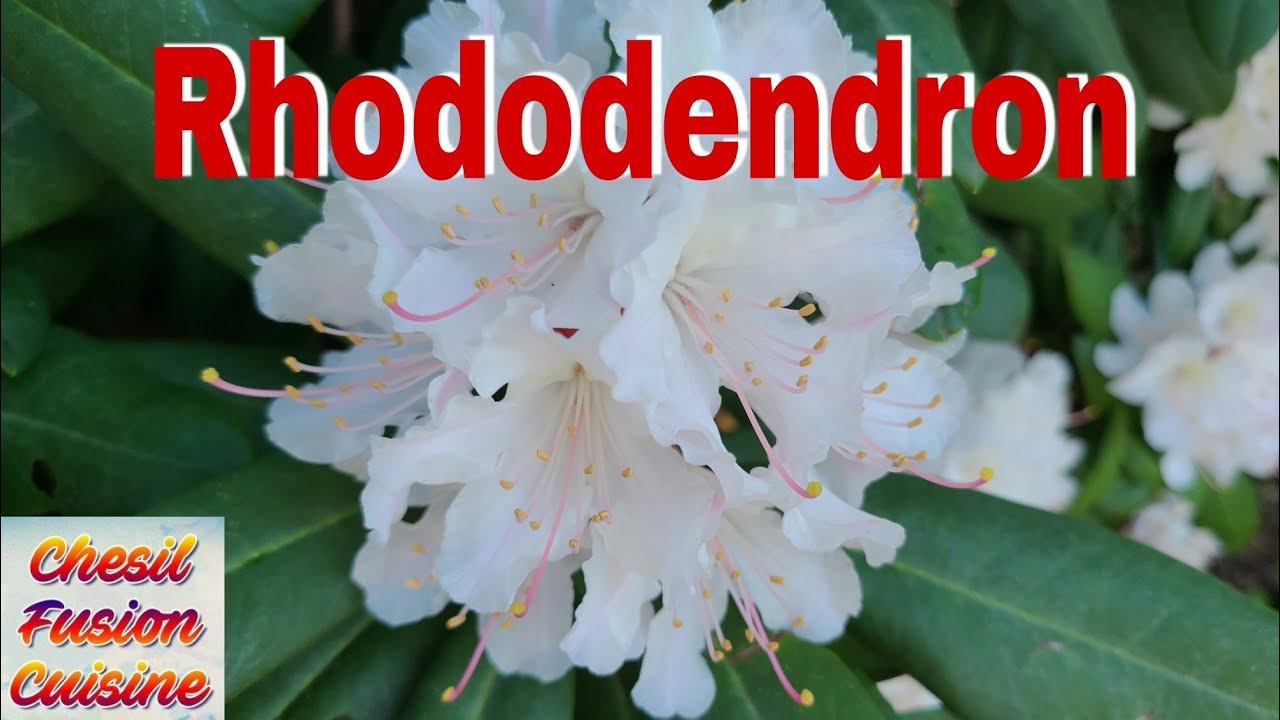 Rhododendron II Summer in Vancouver, Canada