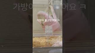 #날다람쥐잠꼬대 #shorts