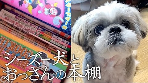 シーズー犬とおっさんの本棚 オリックスグッズも Youtube シーズー犬とおっさんの本棚 オリックスグッズも Youtube