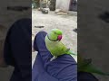 parrot amazing video 🦜#parrot #phonek#remix #ringtones #edit #editaudio  #talkingparot #greenparrot