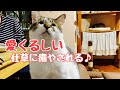 目の不自由な猫の愛くるしい仕草がいっぱい!猫たちに癒される❤︎