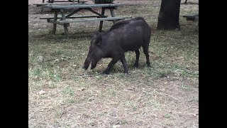 2018 VLOG-Kuşadası Milli Parkı&#39;nda başımıza neler geldi!