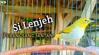 Pleci betina perangsang bunyi