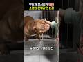 처음 웃은 유기견, 그 순간의 기적