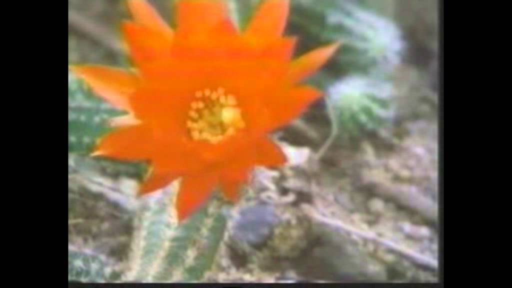 ZİKRULLAH VE ŞİİRLER - 3