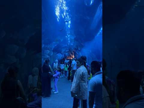 Dubai Mall Aquarium 🔥#shorts #aquarium #viral #youtubeshorts