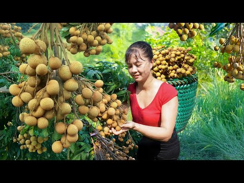 Harvesting Longan Fruit to Sell at the Market – Taking Care of Farm Animals | Phuong Harvest Life