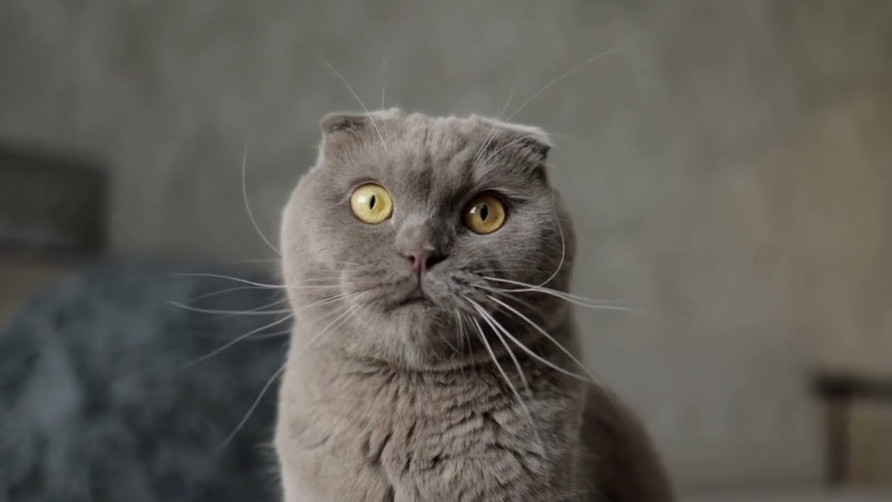 Miroslav "Sanctus" Saidl - Desire