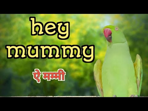 hey mummy || parrot talking - YouTube