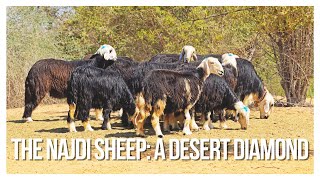 Najdi Sheep: Exploring the Beauty and Significance of an Ancient Breed