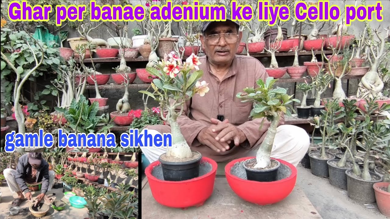 Ghar per banaen adenium ke liye Cello pot gamle banana sikhe