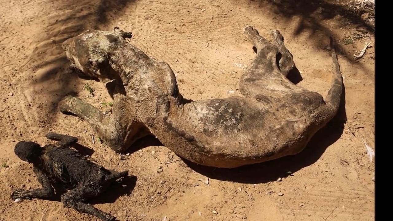 Фото Убитых Животных