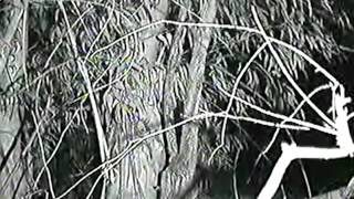BIG Spider?  6/27/12 3:40 am PST