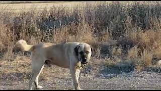 Kadim Alıcı Kangalları