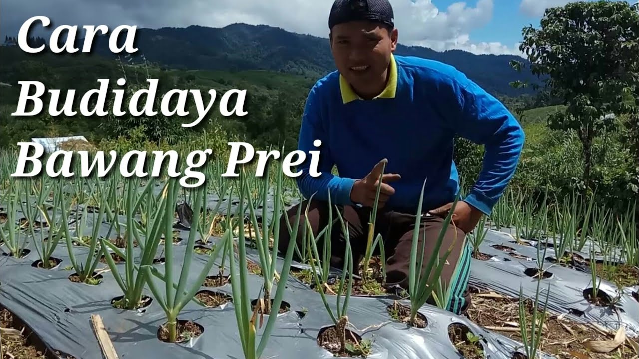 Cara budidaya Bawang Daun 