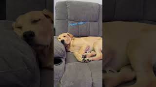 Midday power nap to charge up those puppy batteries! #labrador #puppy