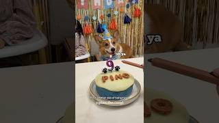 Corgi Pinoβs 9th birthday
Henlo wish i happy birthday π
.
This birthday was filled with cake, laughs, and so much love.
Thank you to everyone who has followed, supported, and loved me over the years! it truly means more than you know ππΆ
.
π As a little thank-you to you all:
Use code BARKDAY for 10% off any items on my website πΆποΈ
.
Hit Subscribe for my future releases.
.
My Instagram: https://www.instagram.com/pino.the.corgi
My TikTok: https://www.tiktok.com/@pino.the.corgi
My Facebook: https://www.facebook.com/corgipino/
Shop my merch: https://www.PinoTheCorgi.com
#happybirthday #corgi #corgipuppy #9yearsold #stillgotit #pawtytime #corgistagram #corginstagram #corgination #corgilife #corgicommunity #corgibutt Corgi Pinoβs 9th birthday