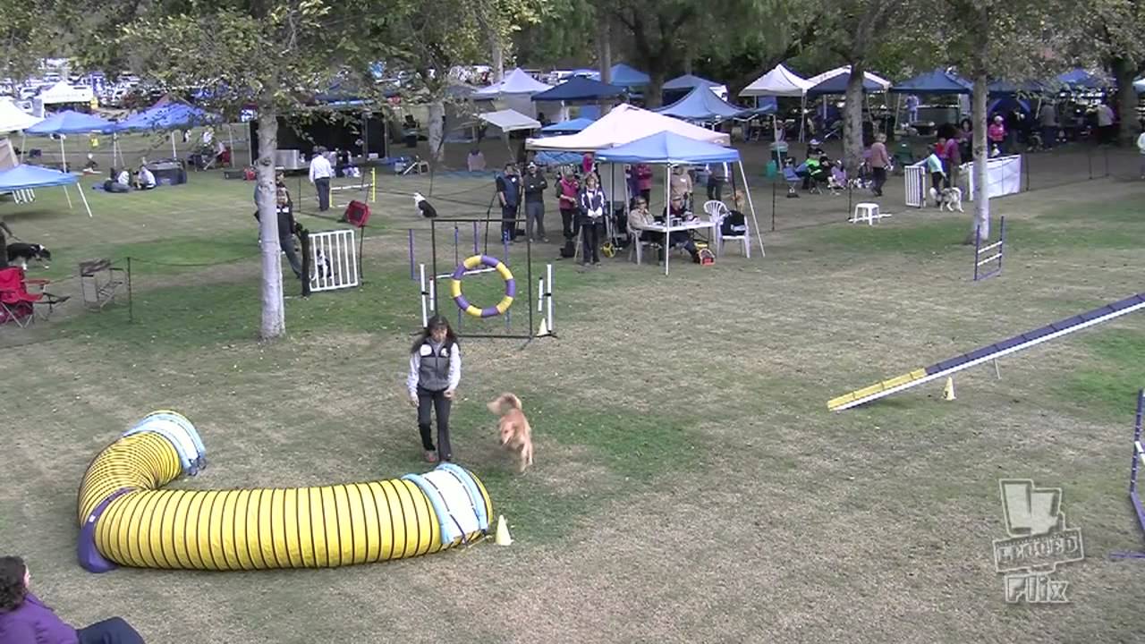 ryder qq 11 19 11 samoyed club of la ann croft and scott stock