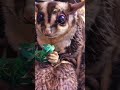 I animated my sugar gliders ruby #funnyvideo #Sugargliders