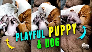 Playful Puppy Approaches a Dog but It Disapproves