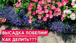 Высадка лобелии без пикировки в открытый грунт и кашпо. Как легко делить лобелию