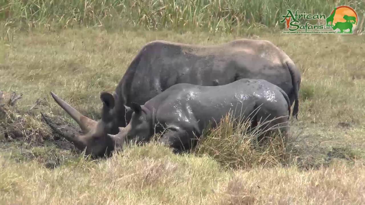 Rhinoceros (rhinocerotidae)