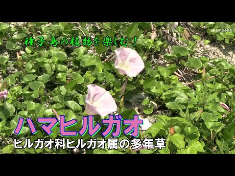ハマヒルガオ 晩春のころ茎の葉腋に花柄を出しその先端に淡紅色の花を咲かせた開花風景令和7年 AIナレーション案内～種子島の植物を楽しむ！